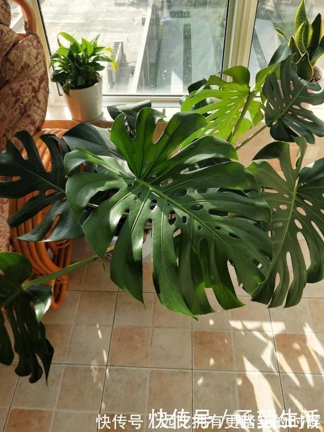 新叶|3种“大气花”越热越长个，新叶呼呼窜，室内百搭花，越长越高雅