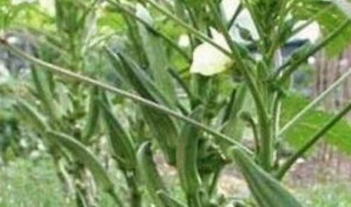 绿豆汤|不要错过的食物,平时常吃,清热解毒,改善便秘,促进身体排毒