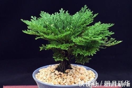 这6款盆景,一款比一款有品位,“养不死”还净化空气