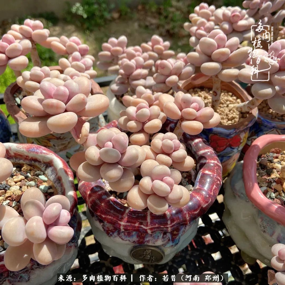 迷你小院儿，种满多肉、花草和蔬果，沉醉在自己的世外桃源！