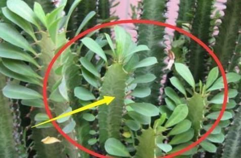 万万不要在家里养这几种多肉，很多人不懂都爱养，长大带有剧毒的