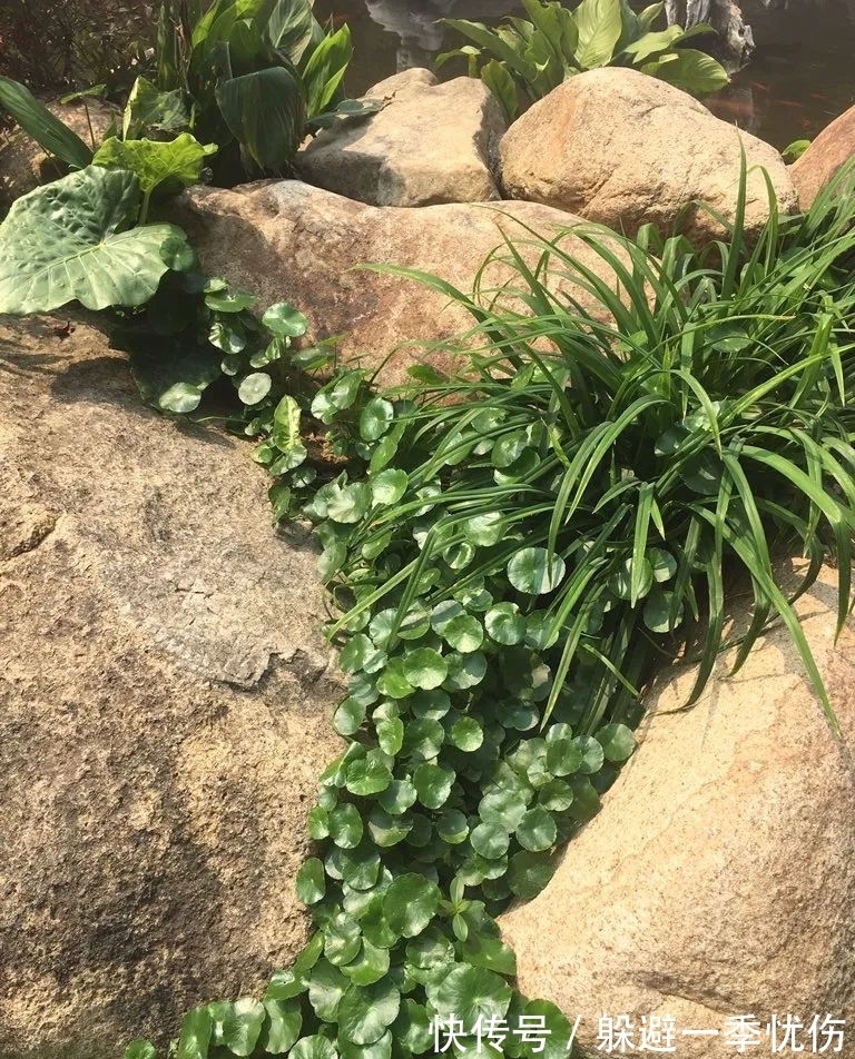 圆润小巧的铜钱草、镜面草和荷叶椒草,三种迷你植物哪种适合你?