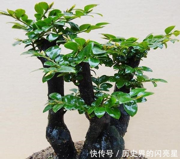 有钱人家里必养的3种树家有招财树,想不发财都难了!