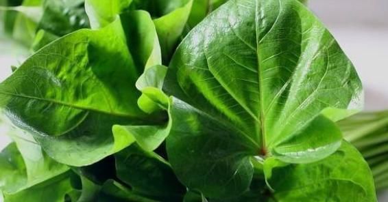 此蔬菜汤很多人没喝过,防癌,降三高,且零成本还不花钱