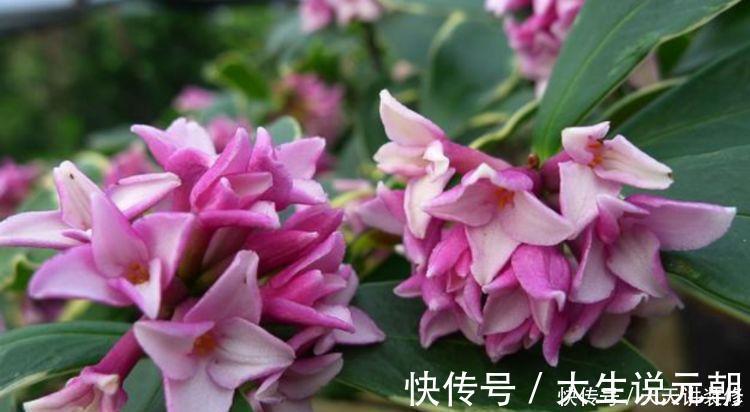 4种花,堪称“开花机器”,365天开不停,养家里,四季有花赏