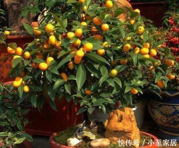 养眼|养花养“贵气”,4种花美观养眼,观赏价值高