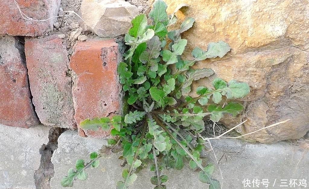 野草|墙缝里的这种野草,不要小瞧它,价值相当高,人称“八大金刚”