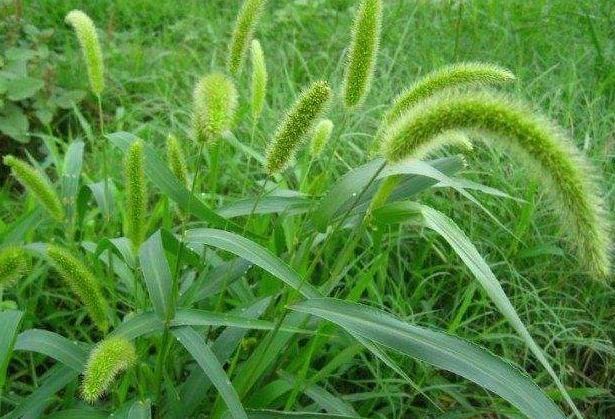 狗尾草|农民最恨的“狗尾草”，竟是珍贵的中药，了解下好处多多