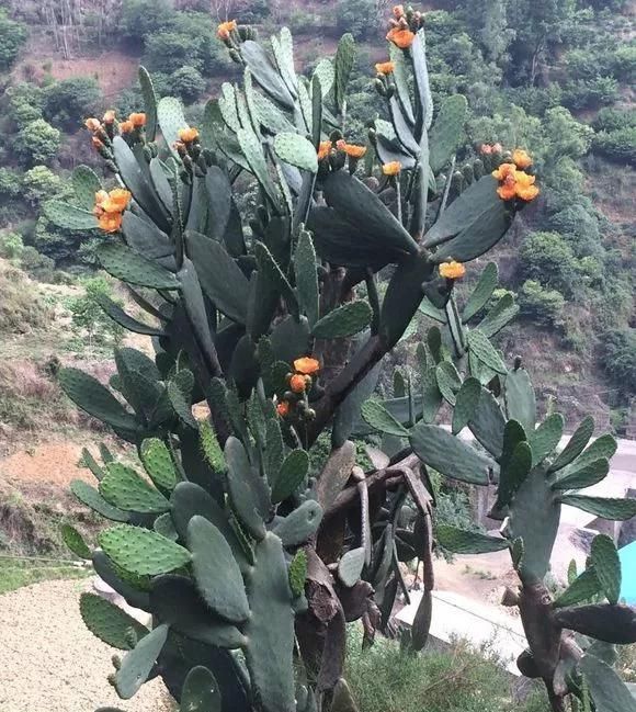 农村“穷养”多肉,一养一个大老桩,群生养爆盆