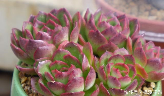 多肉中的5朵“金花”,价格贵点也愿意买,新手养起来都上瘾!