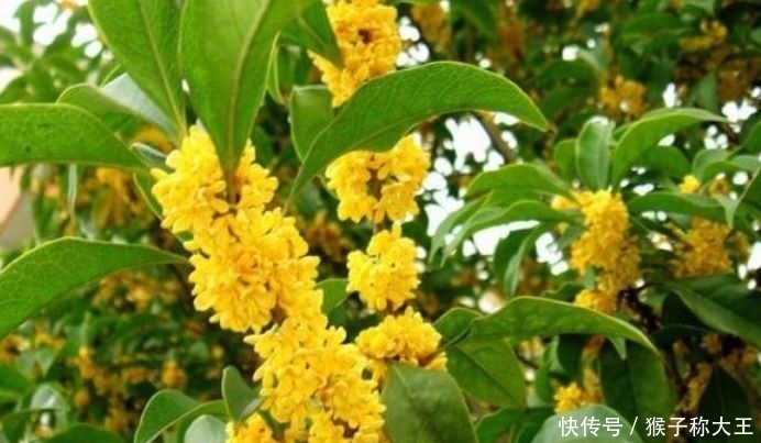 养花试试此几款,年年开花不断,花朵姿态万千,颜值超高的