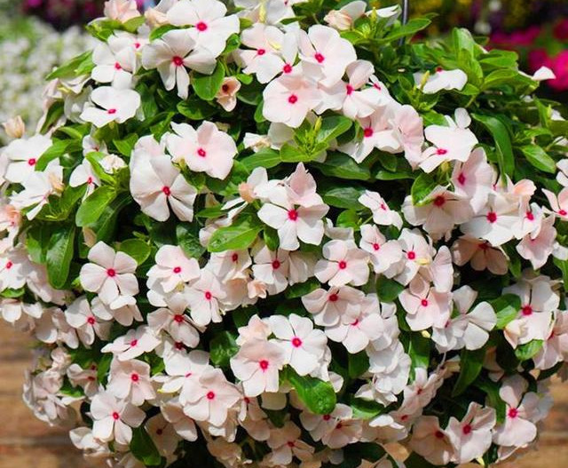 养花技巧粗生粗养也能四季开花！少养1种都觉得亏了