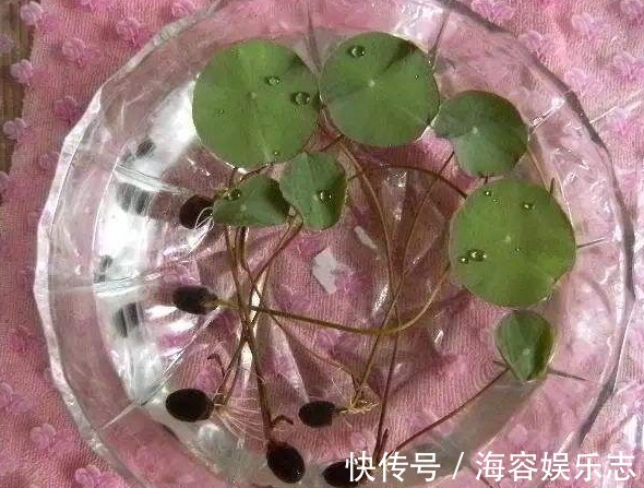 叶子|自己种“碗莲荷花”，按照正确步骤来，能快速生根发芽、开花更旺