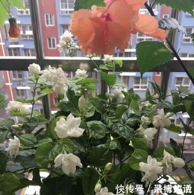 茉莉修剪后，新枝细弱是这3点没做好，改一改，茉莉复花又爆盆