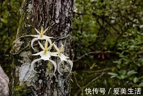 兰花|喜马拉雅山发现的价值1500万的兰花？这兰花凭什么这么贵？