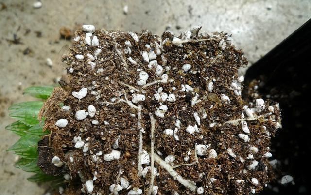 新手浇水切莫急,教你怎么判断浇水时间,也能养出美貌的萌多肉