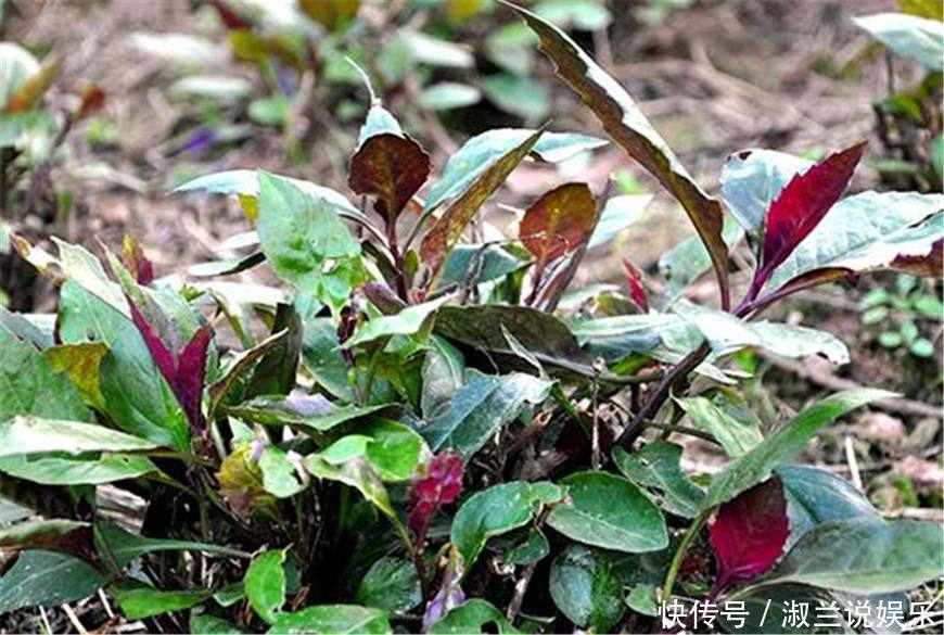农村的这种野菜,是天然的补血菜,如今已经成为了餐桌上的常客