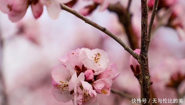 莺歌燕语春光暖 桃花绚丽春意浓