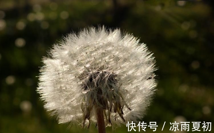 魔道|预计35天左右，缘分与桃花并未减少，爱情美满团圆的四大生肖！