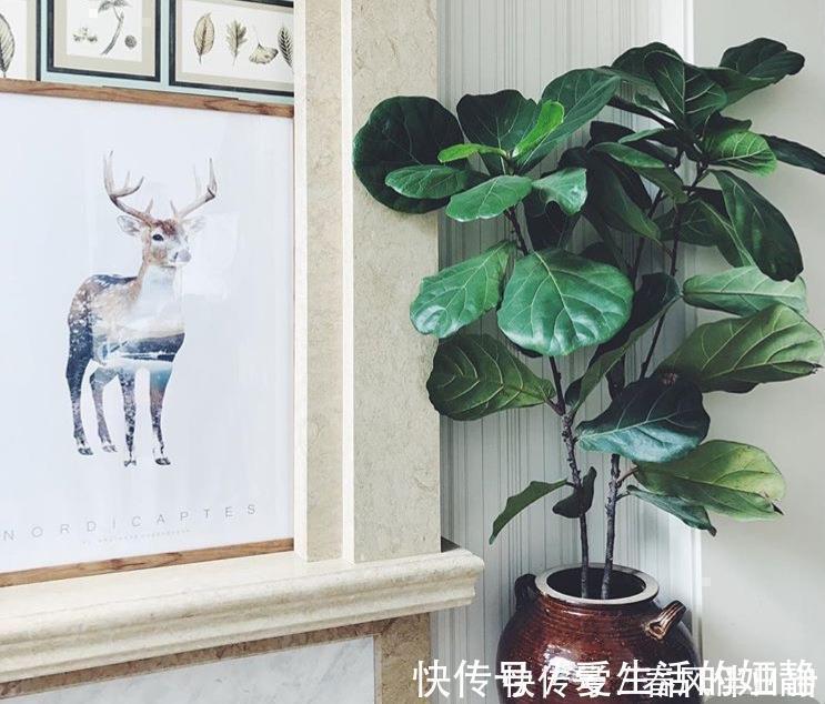 养花|聪明人客厅养花,首选“6种”盆栽,好养好看,家人身体越来越好