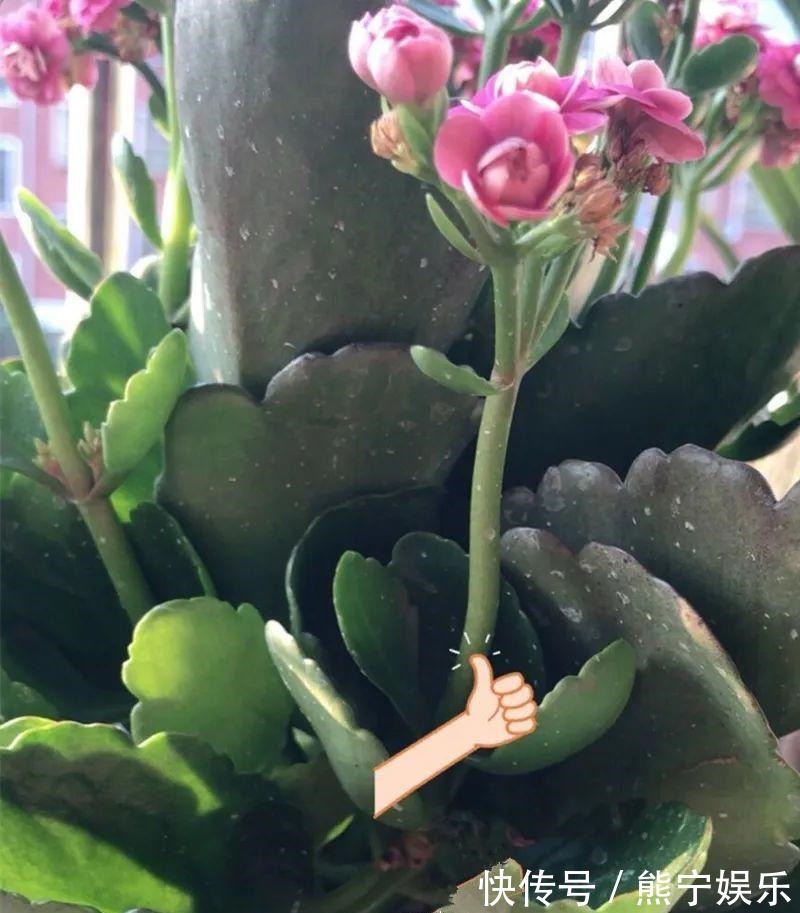 这花开完叶子就变皱赶紧修剪、施肥,不然长不大!