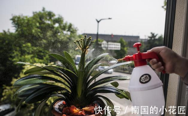 老花匠给君子兰换盆的口诀，句句在理，简单又易懂，看看没有坏处