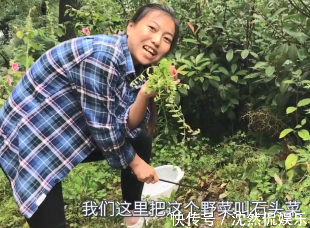 石头菜|农村路边长了一大片石头菜,大姐采一筐回家做包子,吃着比肉还鲜
