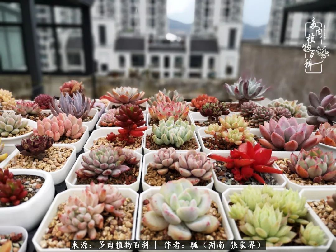 干货新手在多肉的选购、配土、上盆、养护环节走过的误区！