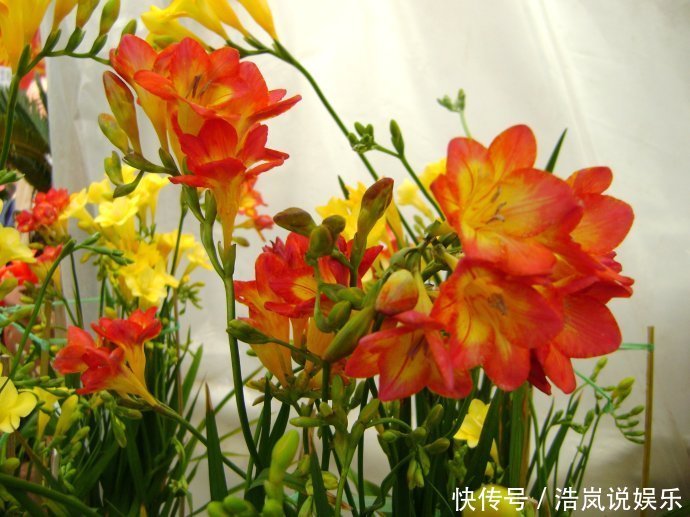 清明前养它，比桂花香，比绿萝好养，2个月就开花，花开180天