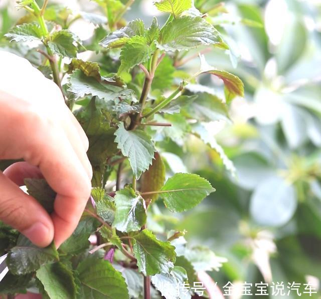 紫苏汁|紫苏用来做饮料？提神又解暑，老婆喝后都说这味道“不平庸”