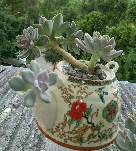 旧茶壶种点花,秒变高端盆景,卖300一个邻居抢着要