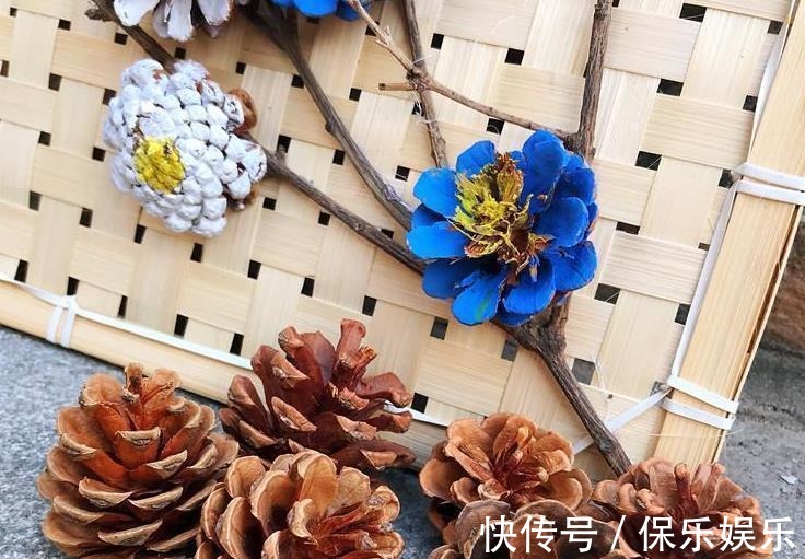 花肥|松树有2宝,松果壳、松针,带回家养花,效果比花肥强