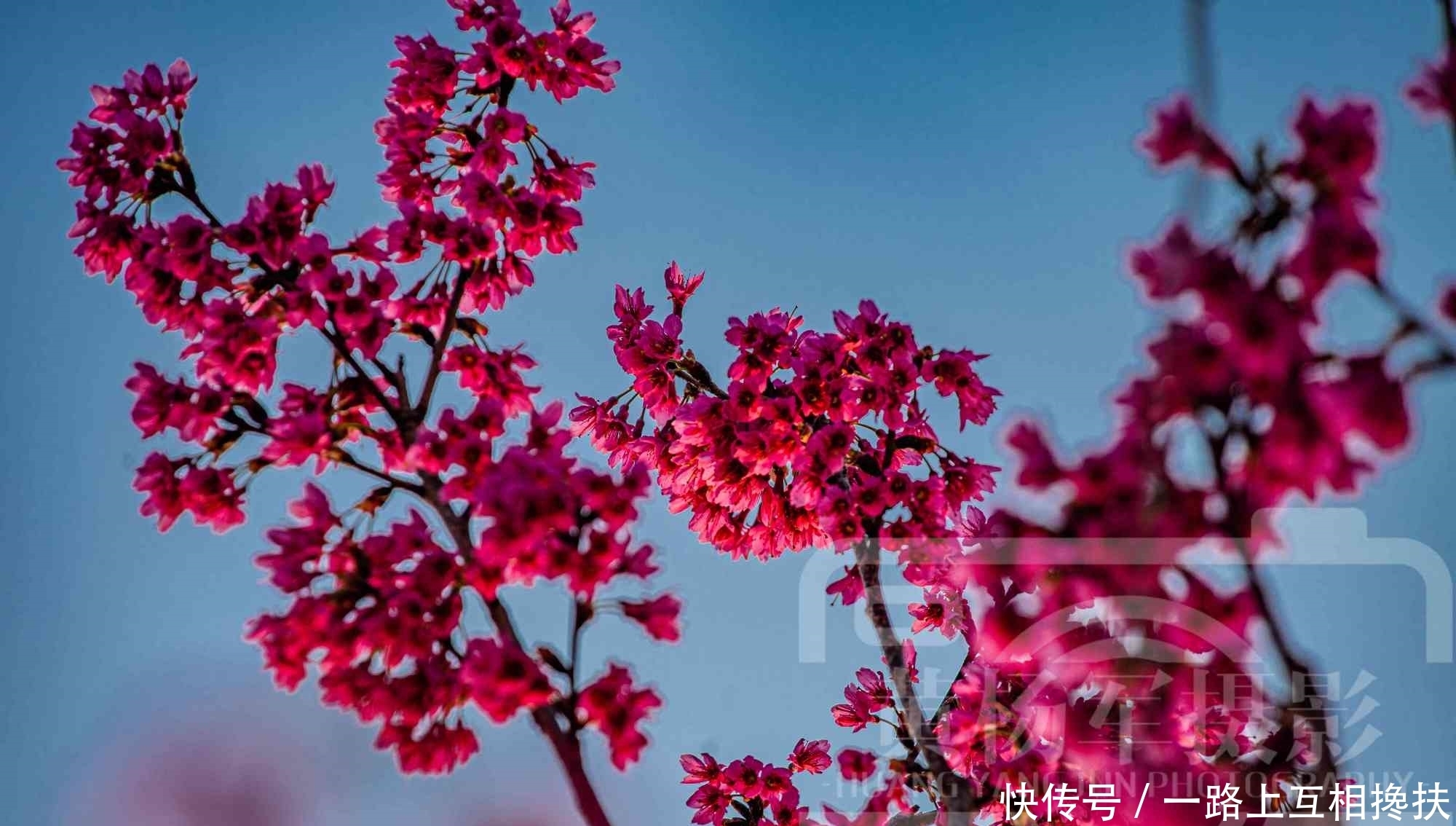 夕阳下美艳绽放的山樱花，玫红色的花朵非常漂亮，初春熟悉的花卉