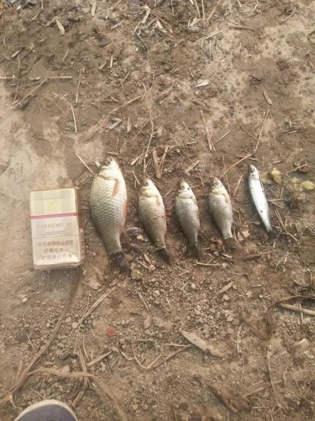 冬天越冷鲫鱼就越大吗?老钓友零下4度实战检验!