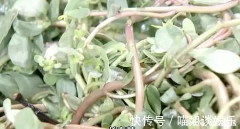 抗菌|救命的马齿苋,99的人不知道的作用再不吃就晚了