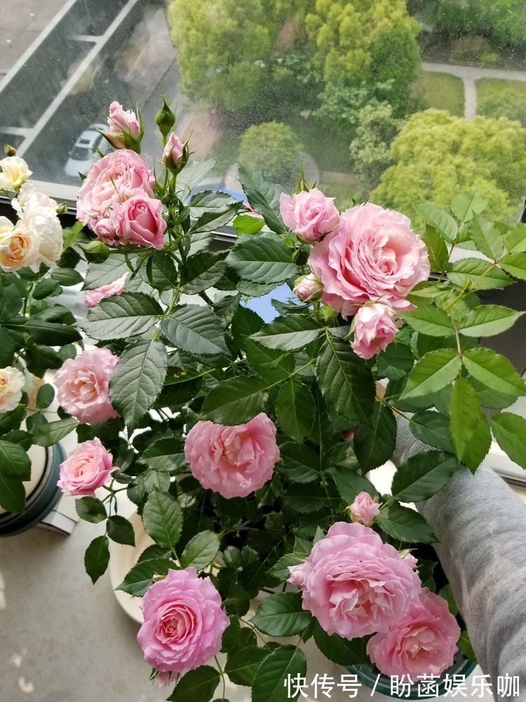 平时养菊花，就养盆“优良名菊”，花开“太白积雪”，洁白如玉！