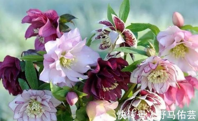 鸳鸯七|越来越多的人，喜欢养这4种花，开花漂亮花期长，谁养谁喜欢