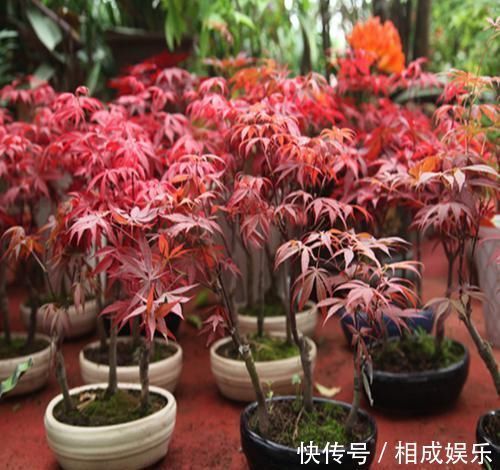 发财树|怪不得老公把发财树扔了，现阳台流行种此花卉，香飘满屋更迷人