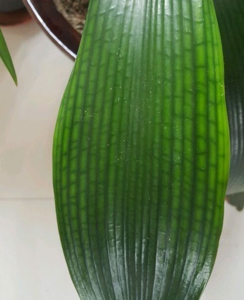 熊孩子|婆婆养了五年的君子兰,叶子被熊孩子剪光,没想到竟成了这样!