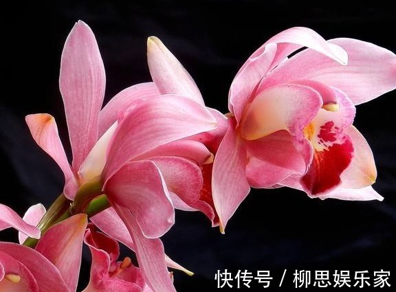 叶片|养大花蕙兰,盆里来点“壳”,花多、叶片绿,一开就是大半年