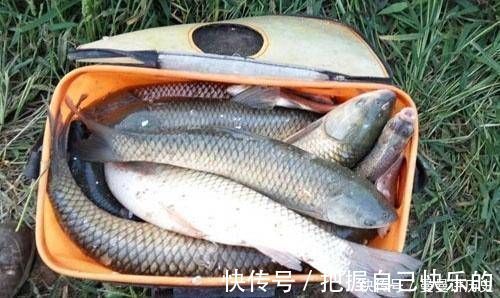 老渔夫|经验丰富的老渔夫，大多用这种方式钓草鱼