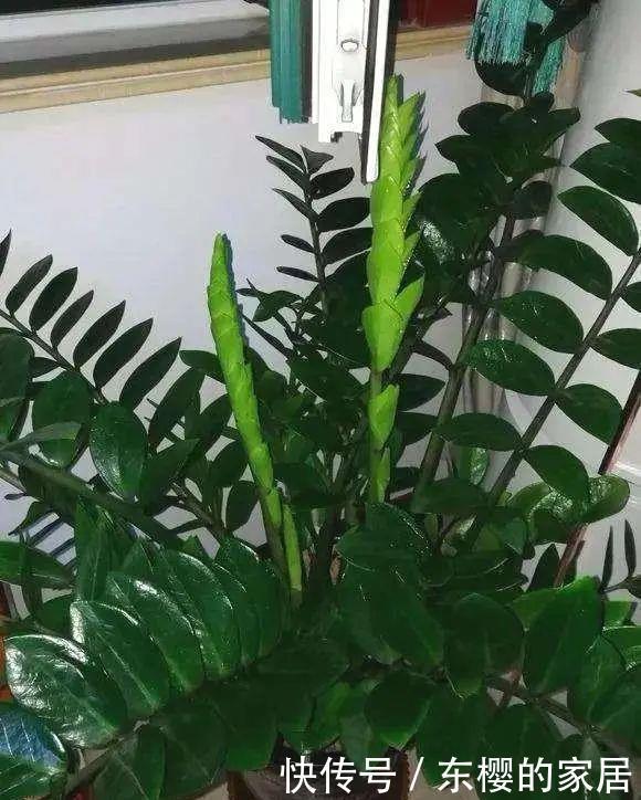 叶子|养金钱树做好两件事,一年“撑破盆”,新芽比老叶还多