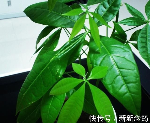 虎皮兰|这“3种花”,“病菌”全都怕,养一盆在家,大人孩子少生病