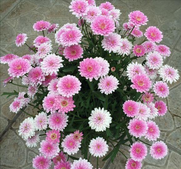 玛格丽特|6种漂亮花,秋天千万不要“乱修剪”,影响一年开花量