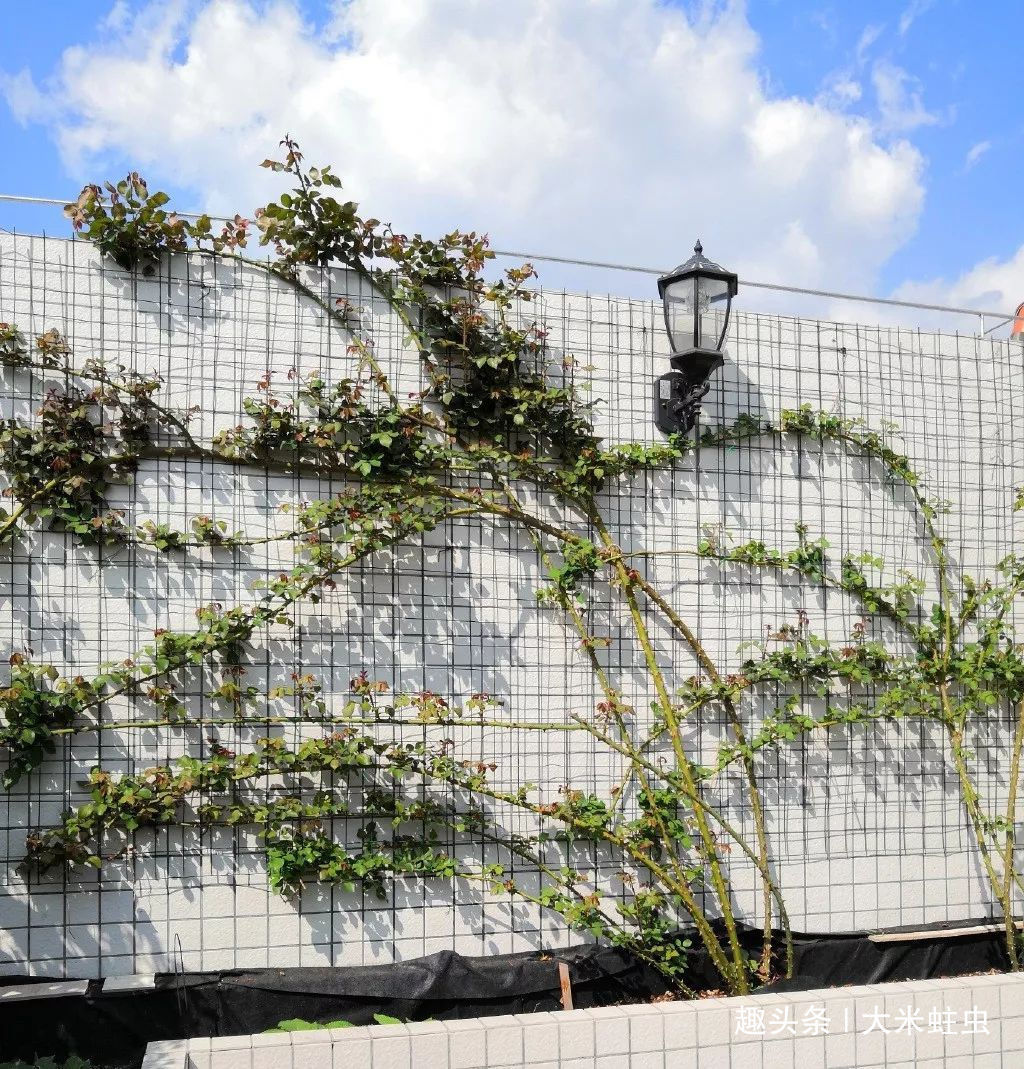 月季扦插只能等明年开春了,扦插小技巧,请先收好!