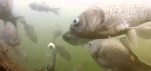 让鲫鱼大开口的钓法,据说一天能钓50斤!