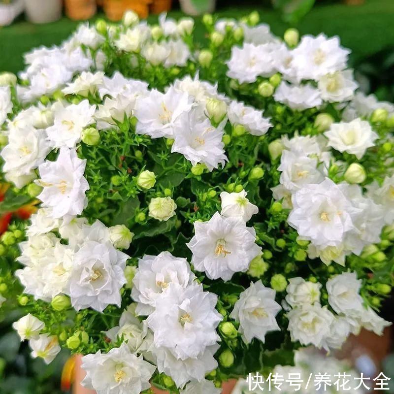 今冬最火网红花,密密麻麻“风铃”花苞,气质十足有格调