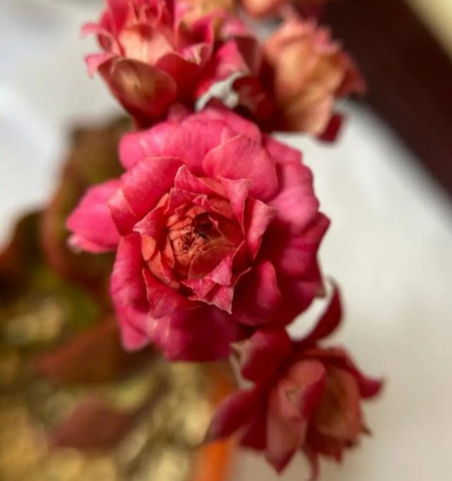 花色|75个长寿花品种，一个比一个美，一起来认识一下吧！