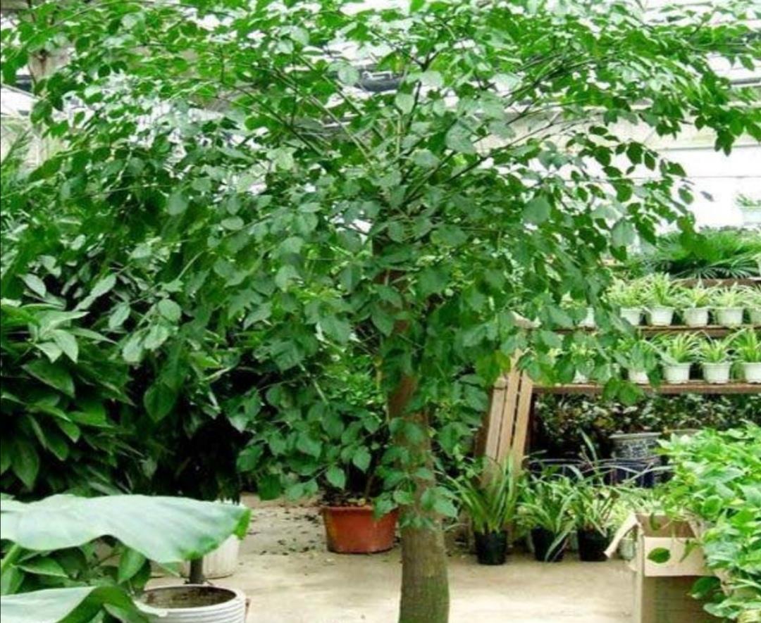 养幸福，树叶子发黄干枯，该如何解决？