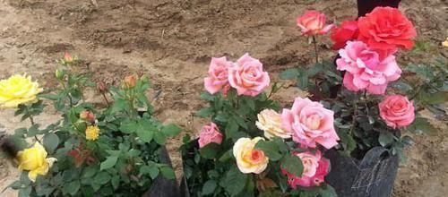 配制营养土,里面掺点“它”,半年不施肥,照样开花